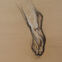 Fusains, Pastels, 30x50, pieds et chaussures, 2019